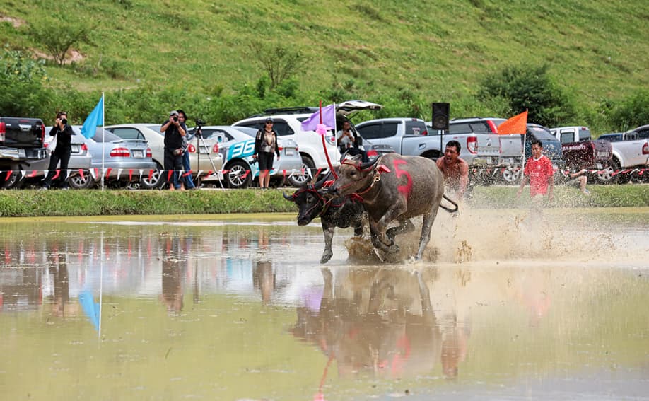 Wasserbüffel-Rennen in Chon Buri.