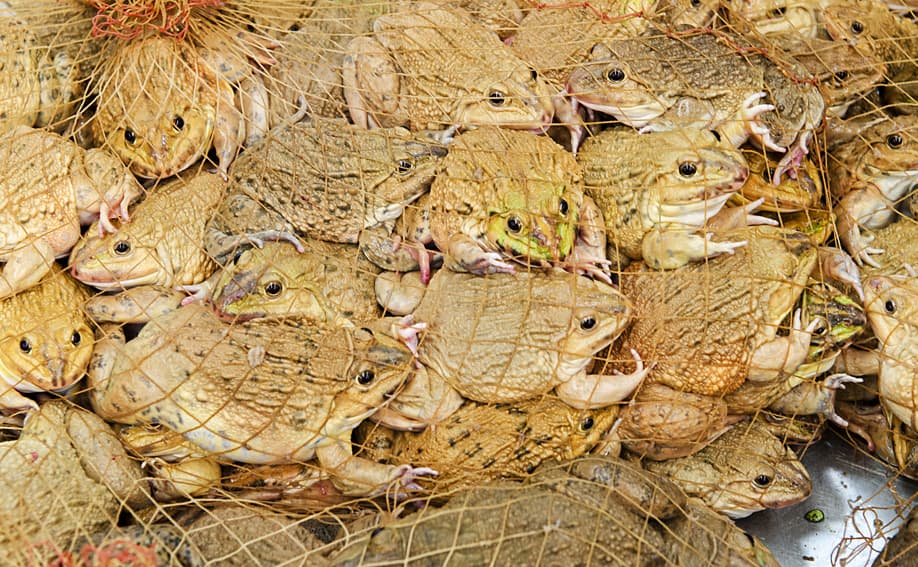 Lebende Kröten zum Verkauf auf dem Khlong Toei Market.