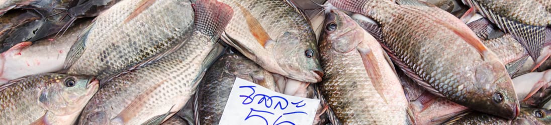 Frischer Fisch auf dem Khlong Toey Market in Bangkok.