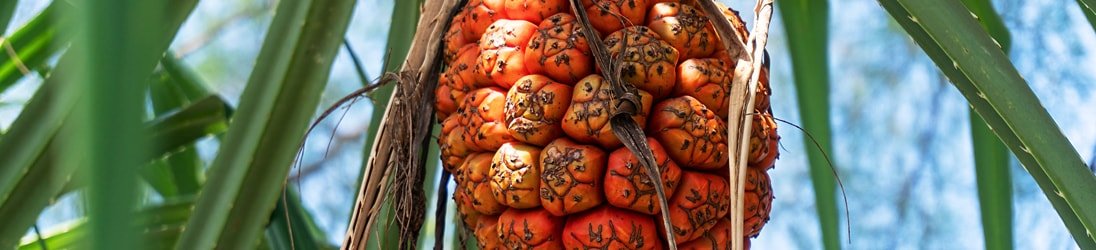 Frucht im Landesinneren von Ko Tarutao.