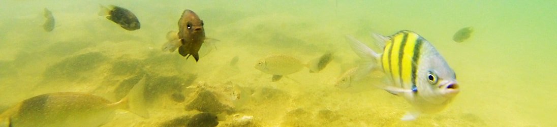 Südthailand Sehenswürdigkeiten - Unterwasseraufnahme Krabi.