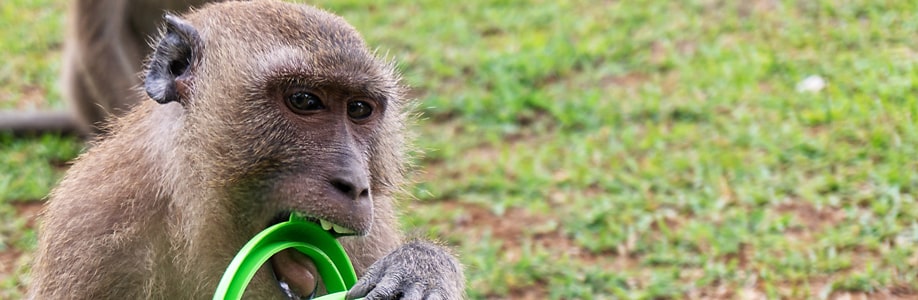 Ein Makake macht sich im Mu Ko Lanta Nationalpark über einen Eimer her.