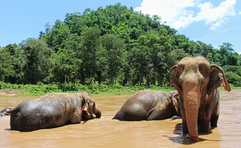 Elefanten in Chiang Mai.