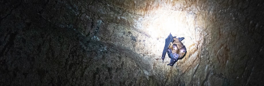 Eine Fledermaus in der Khao Mai Kaew Höhle.