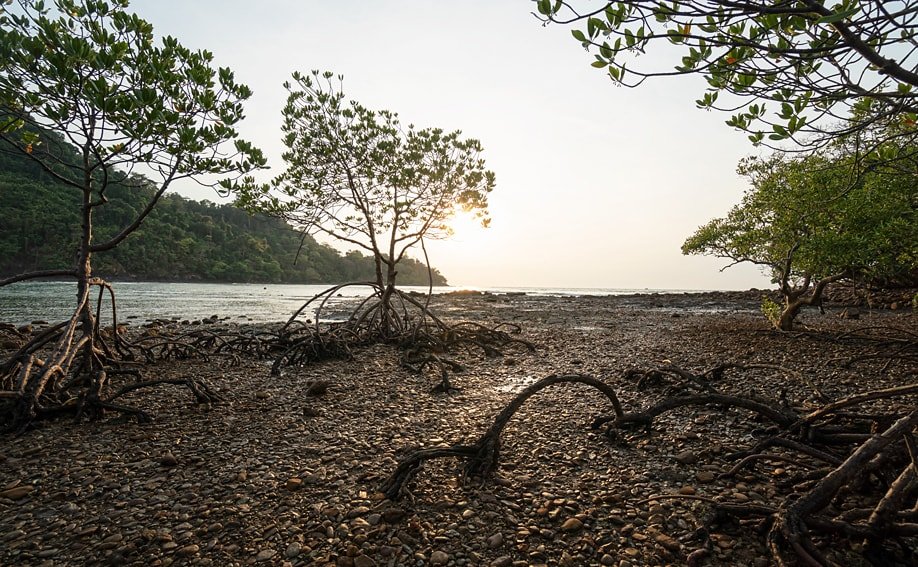 Mangroven auf Koh Bulon Lae.