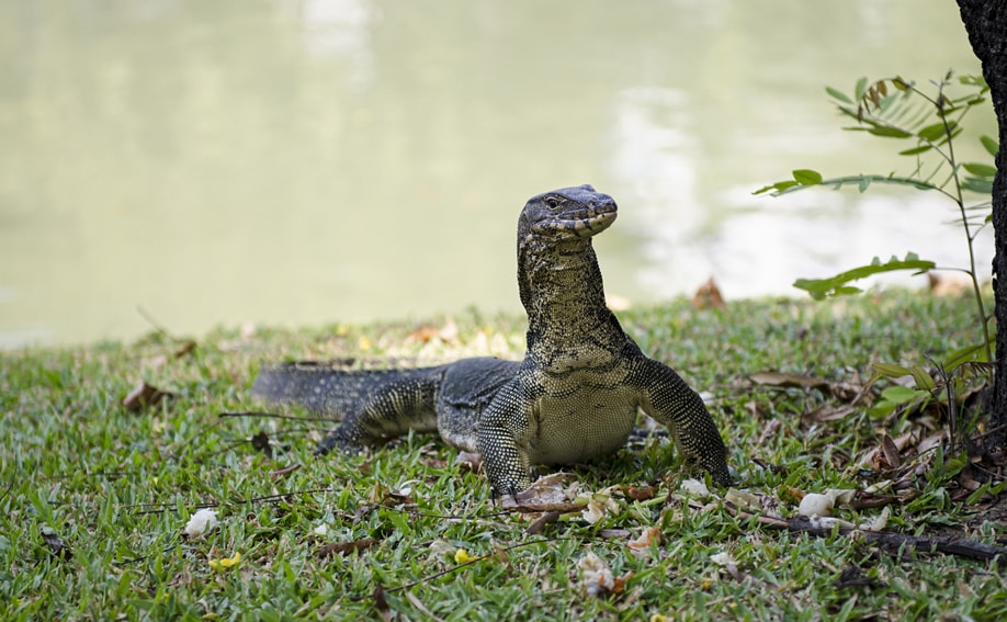 Waran im Lumphini-Park Bangkok