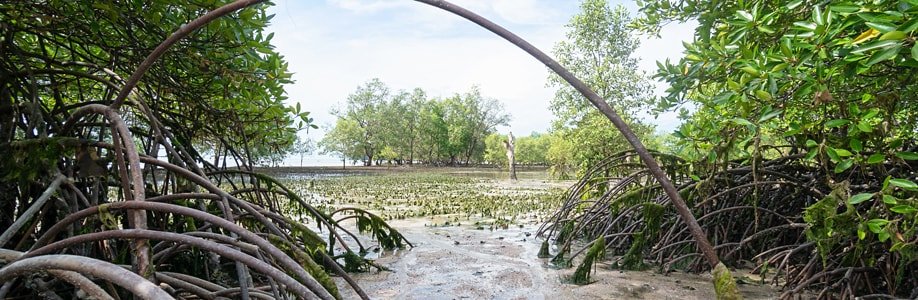 Mangroven in der Ao Khao Kwai.