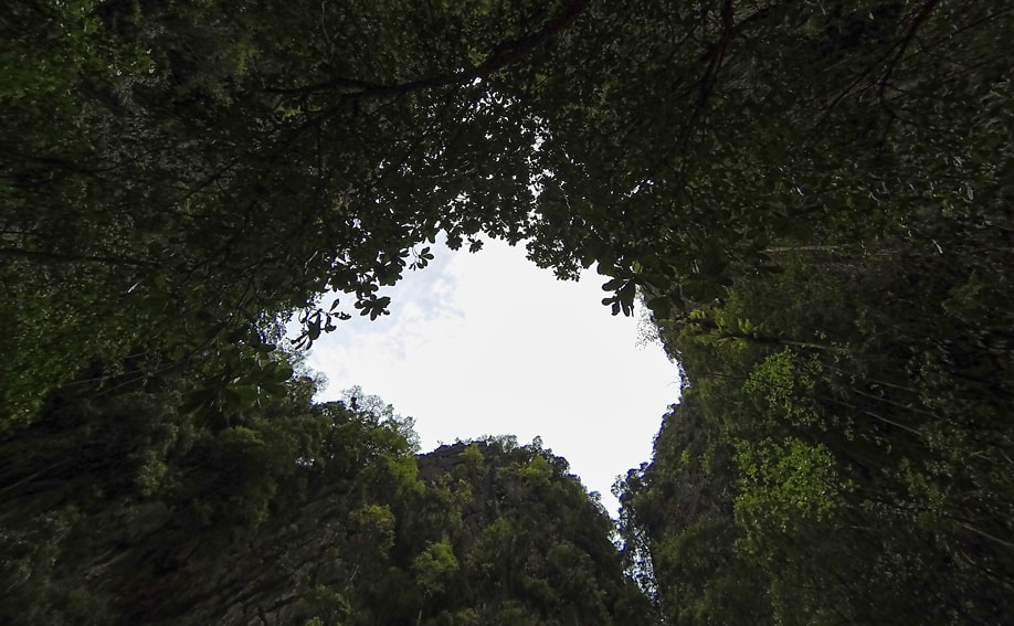 Mit dichtem Dschungel bewachsene Felswände der Lagune.