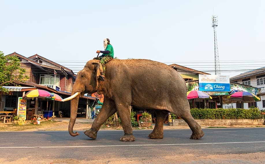 Elefant im Elefantendorf Ban Ta Klang (Ban Chang) in Surin.