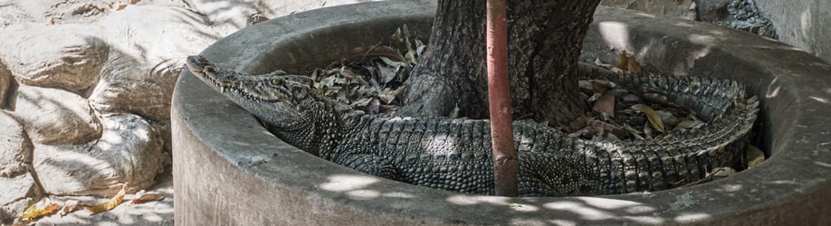 Krokodil im Wat Chakkrawat.