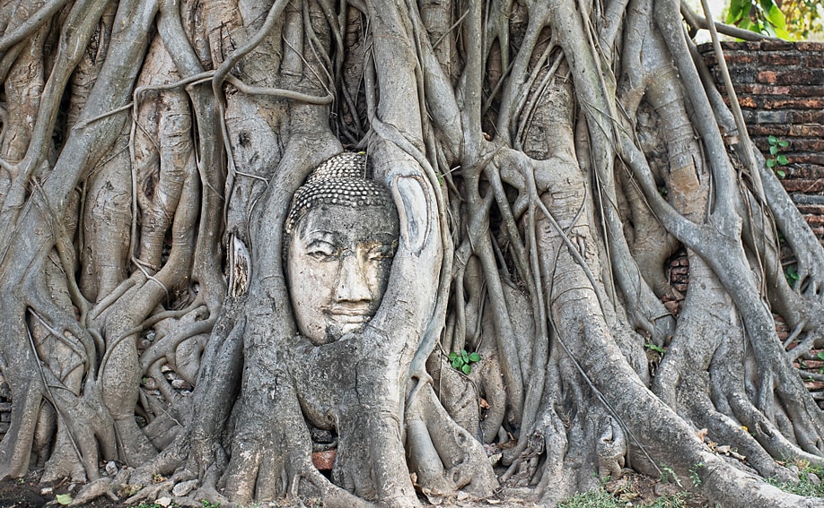 Eine der beliebtesten Sehenswürdigkeiten in Ayutthaya - Eingewachsener Kopf einer Buddha-Figur im Wat Phra Mahathat
