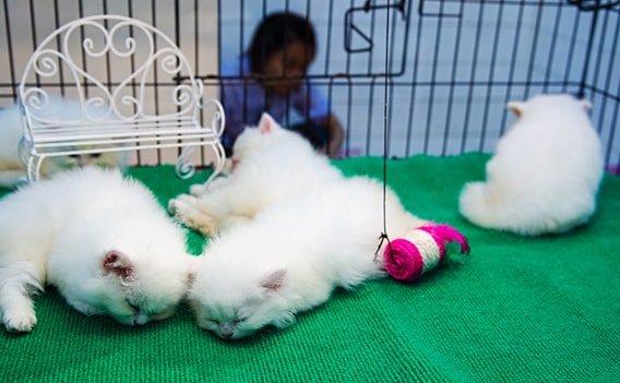 Tiere zum Verkauf auf dem Chatuchak Markt.