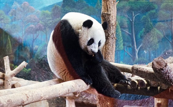 Panda im Zoo